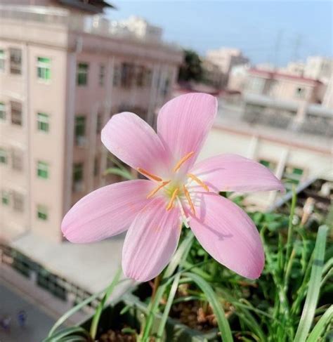 大蒜花 龙岩风水